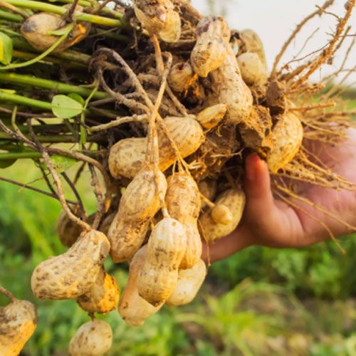Groundnuts / Peanuts